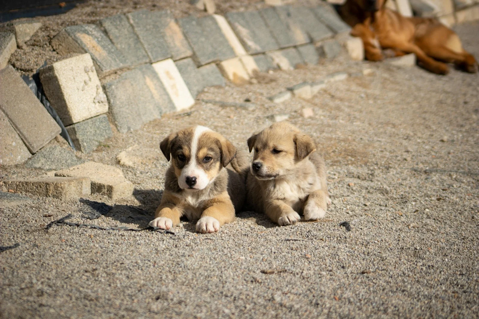 C.H.H.F's "Voice of Voiceless" Initiative: Nourishing Lives, Empowering Strays